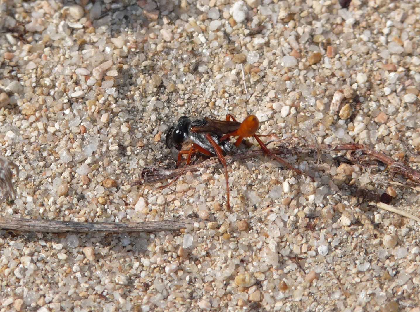 Ammophila heydeni rubriventris che lavora alla tana